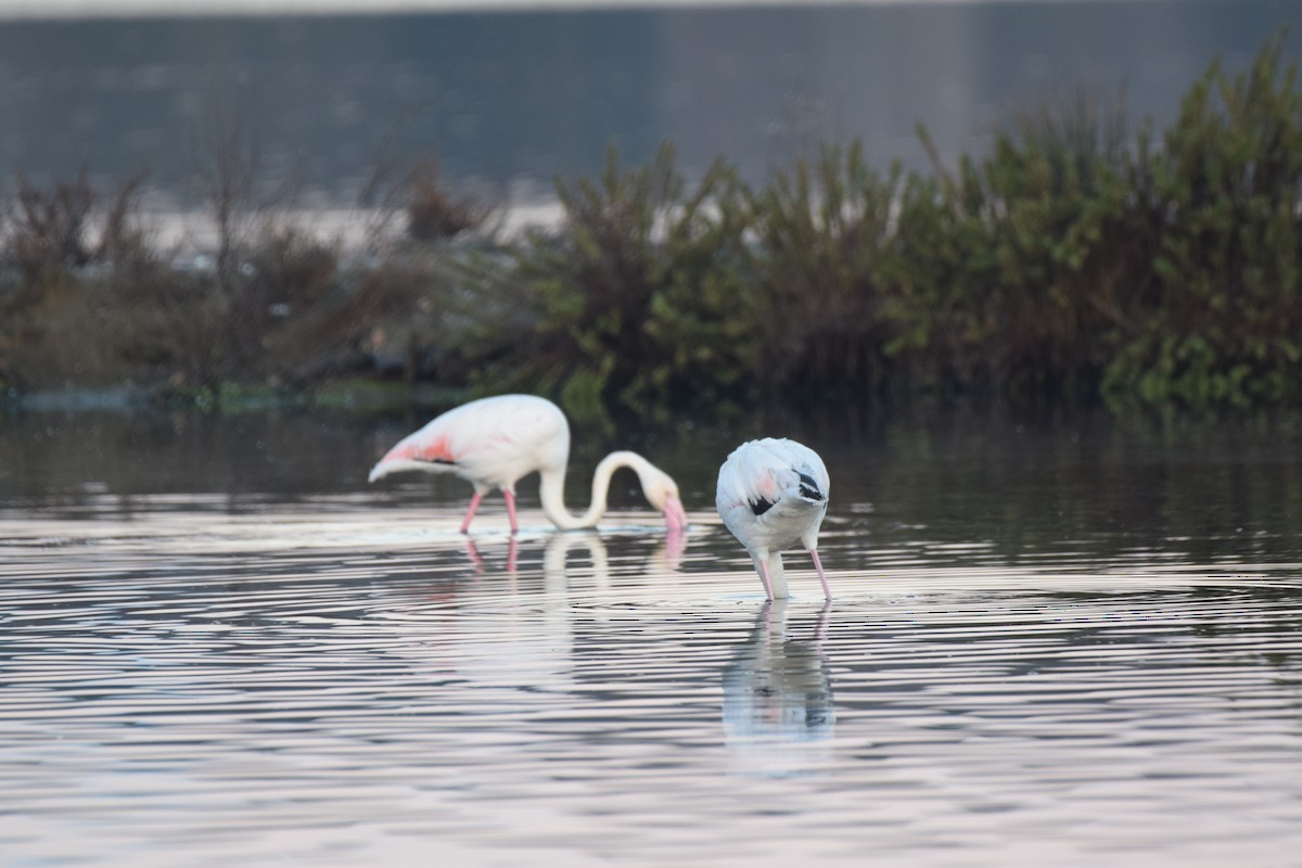Greater Flamingo - Ryan Bakelaar