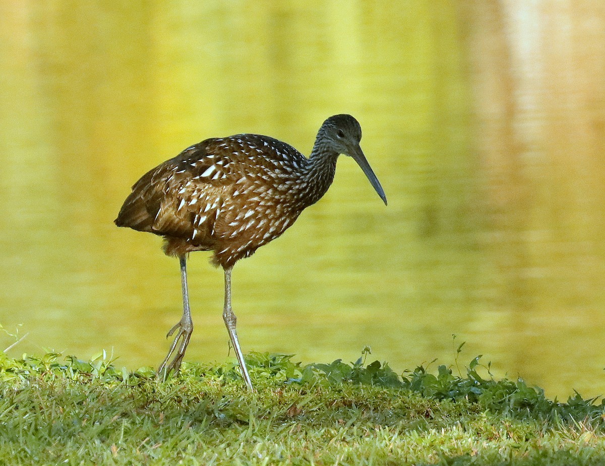 eBird Checklist - 31 Dec 2023 - Lake Ida Park - 29 species