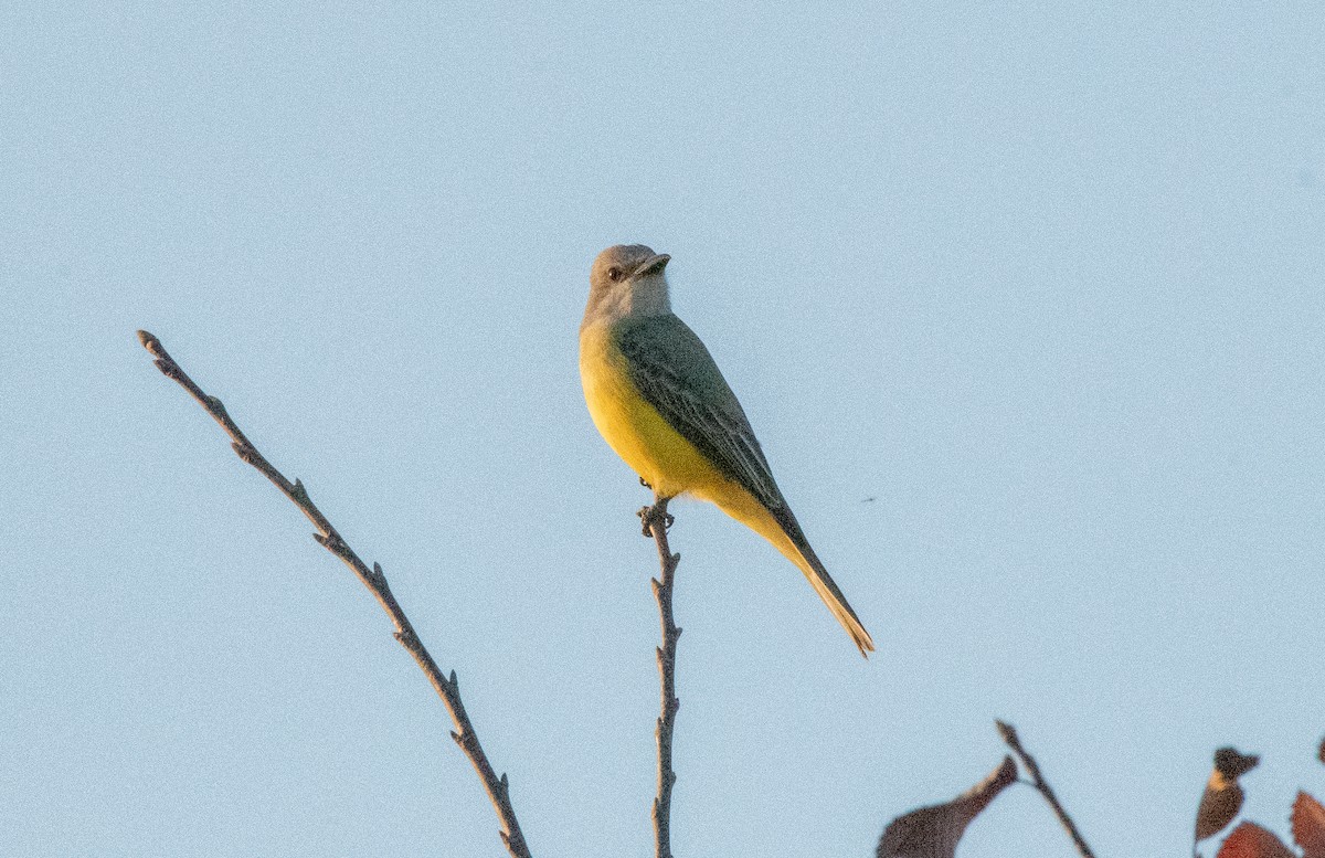Couch's Kingbird - Gallus Quigley