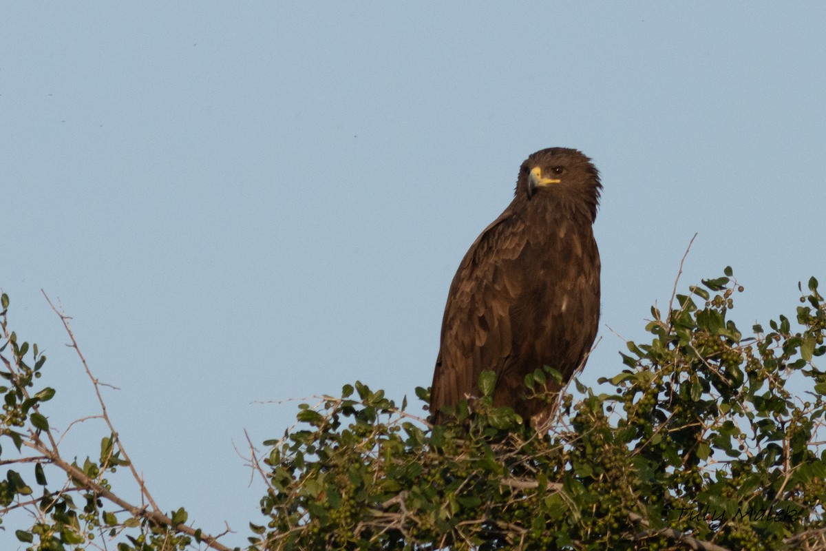 Greater Spotted Eagle - ML612884680