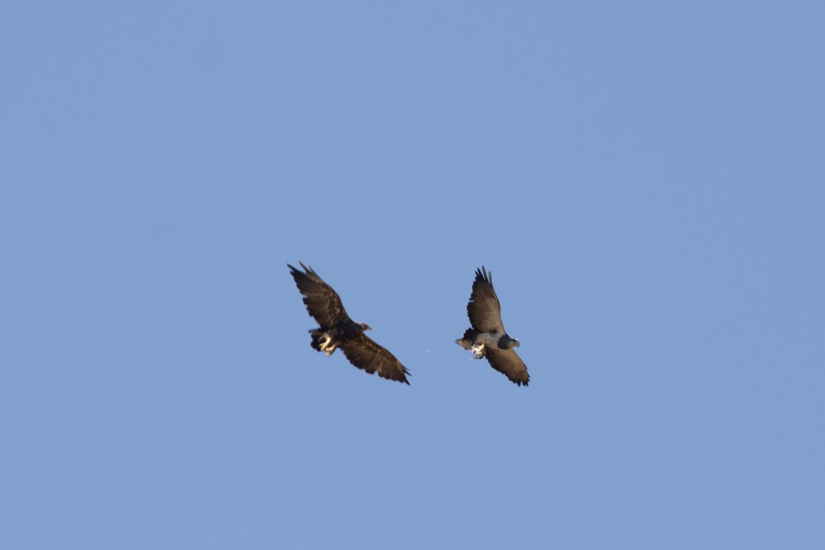 Black-chested Buzzard-Eagle - Pedro Burgos Villaseca