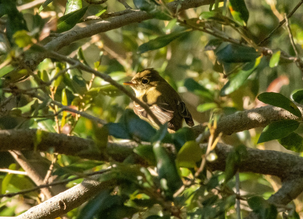 Western Flycatcher (Pacific-slope) - Gallus Quigley