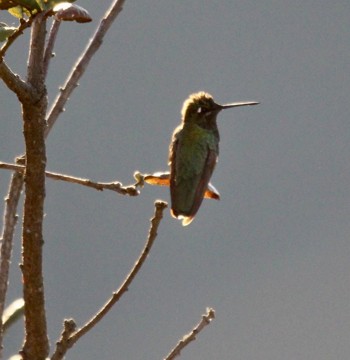 Rivoli's Hummingbird - ML612886014