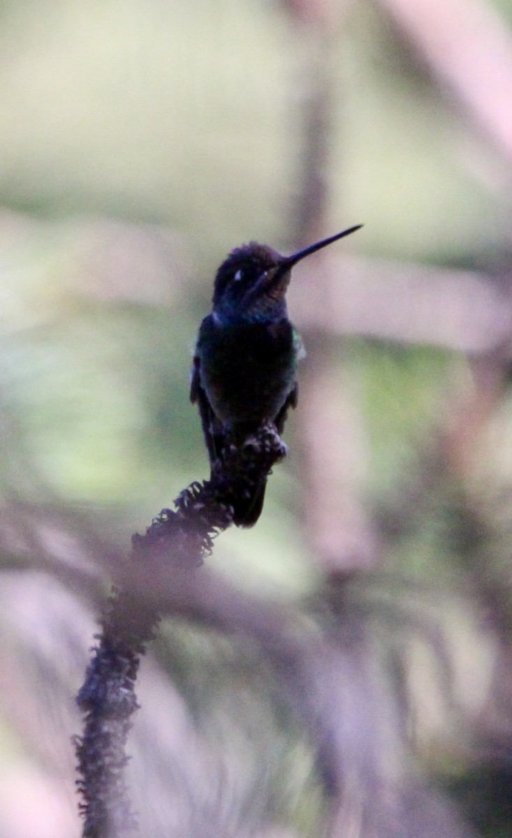 Rivoli's Hummingbird - ML612886015