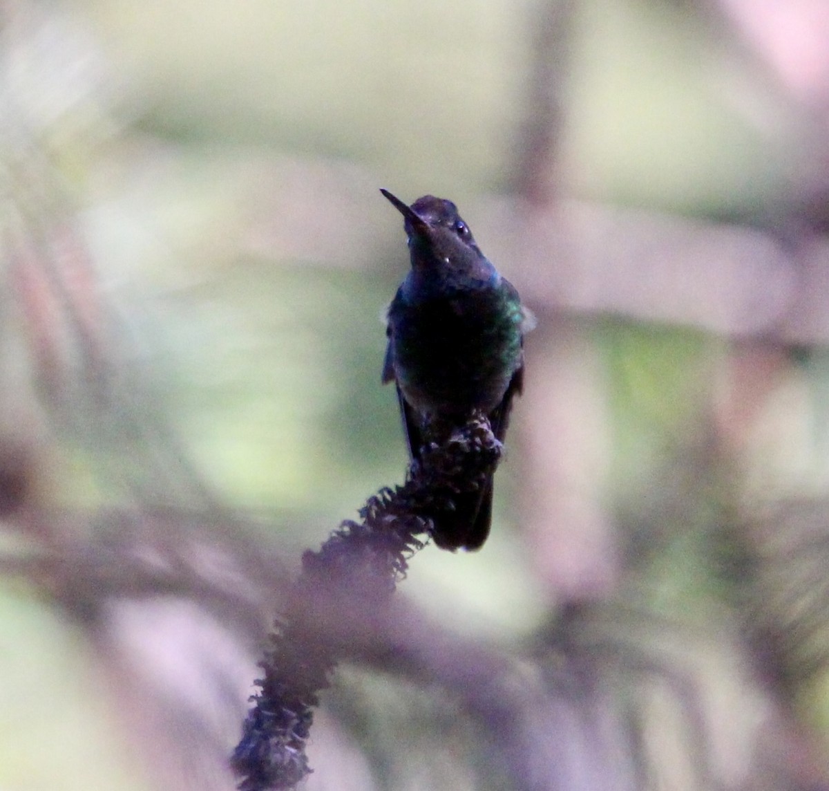 Rivoli's Hummingbird - ML612886018