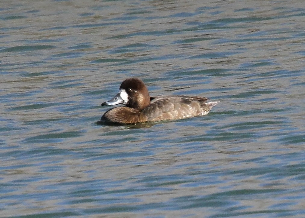 Greater Scaup - ML612886038