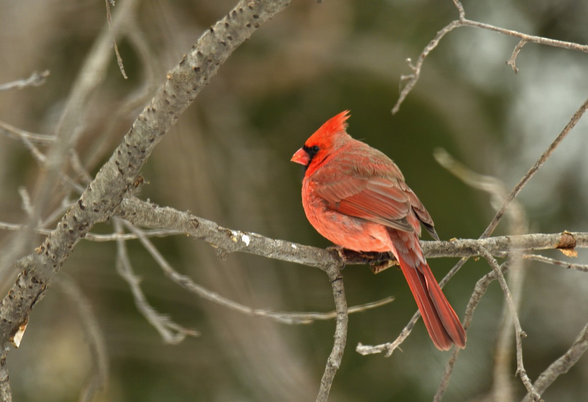 Cardinal rouge - ML612886173