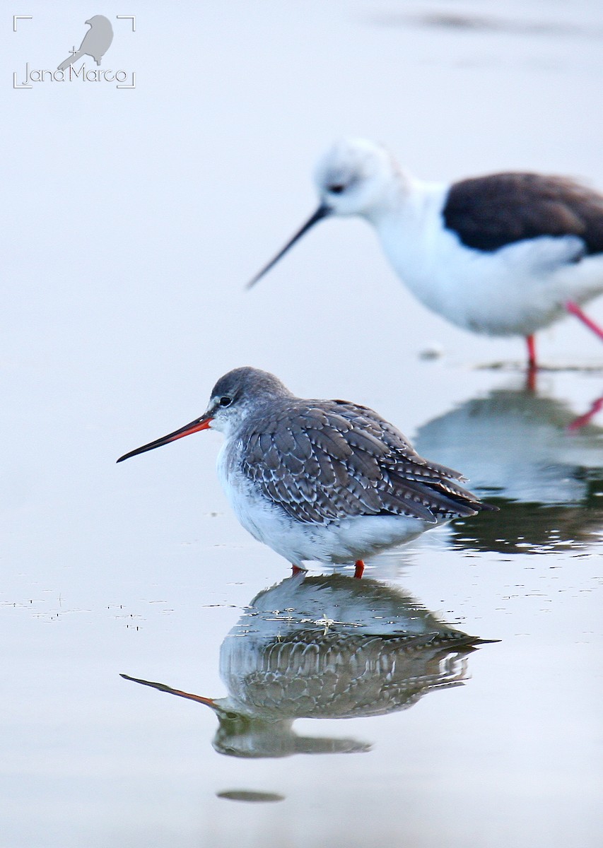 Spotted Redshank - ML612886303