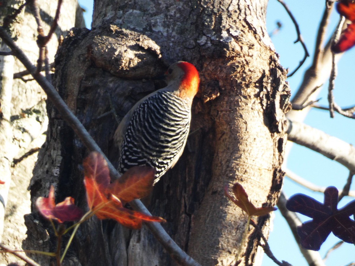 Red-bellied Woodpecker - ML612886385