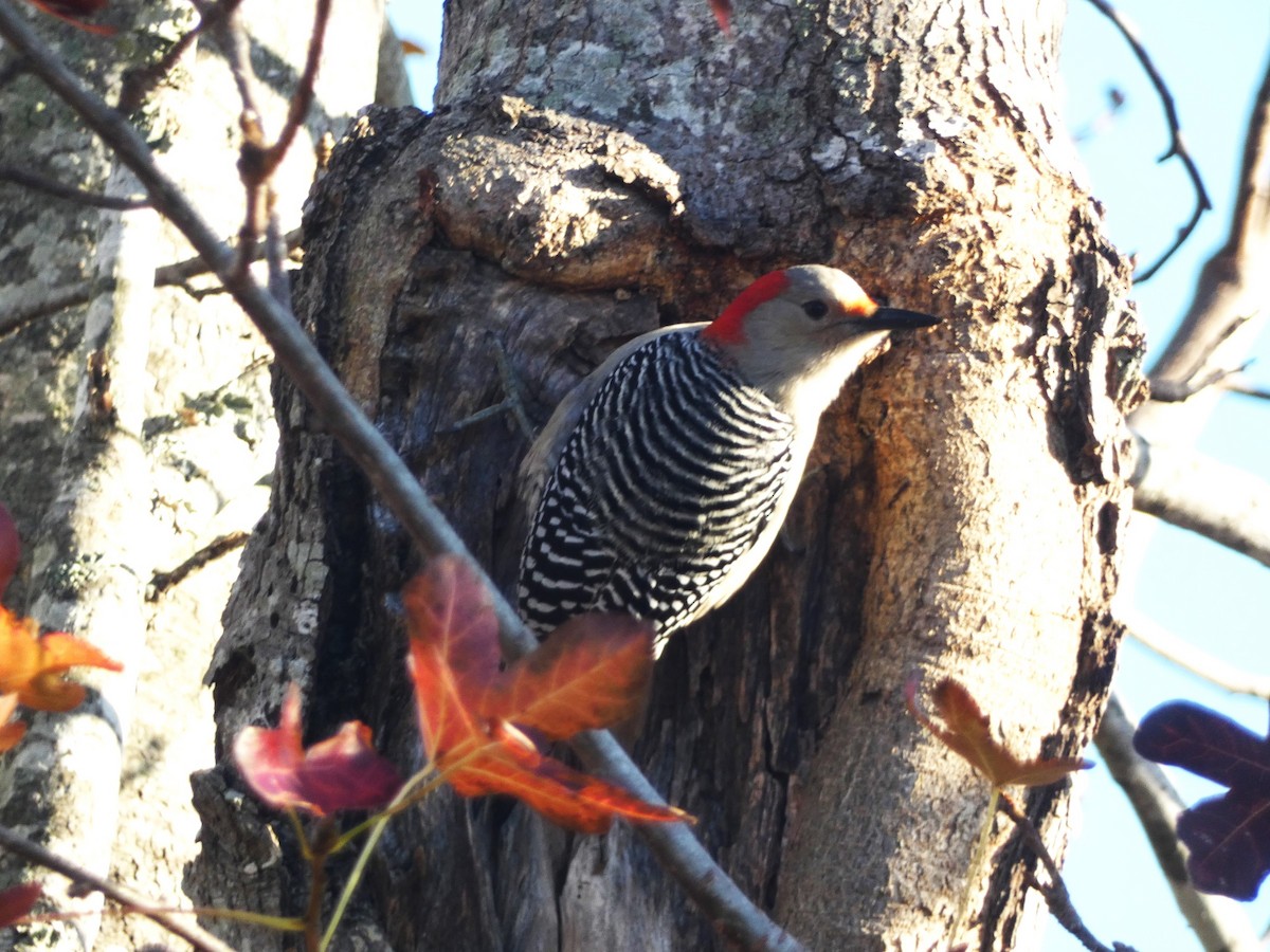 Red-bellied Woodpecker - ML612886386