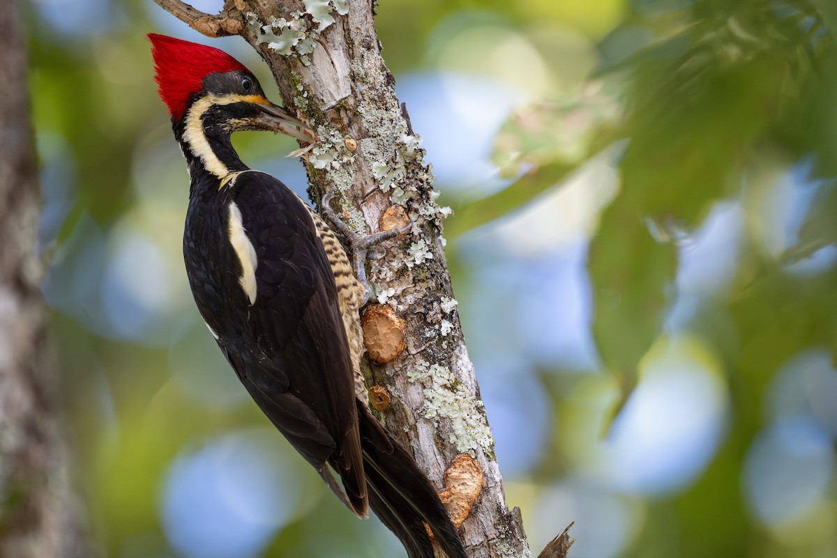 Lineated Woodpecker - Charles Thomas