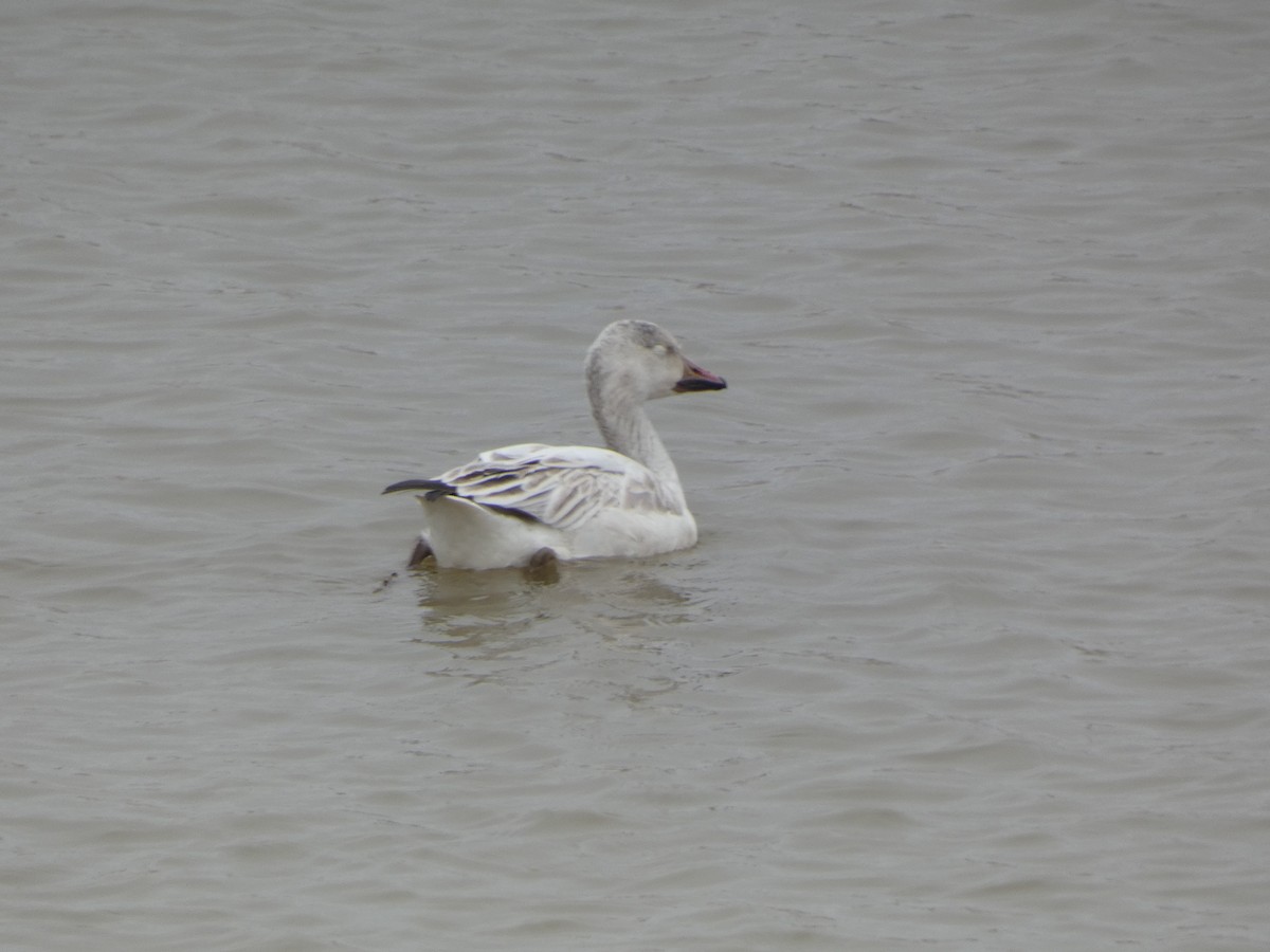 eBird Checklist 31 Dec 2023 8831 South Road, Broken Arrow