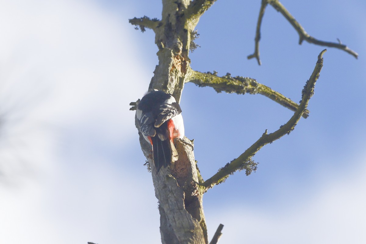 Great Spotted Woodpecker - ML612886749