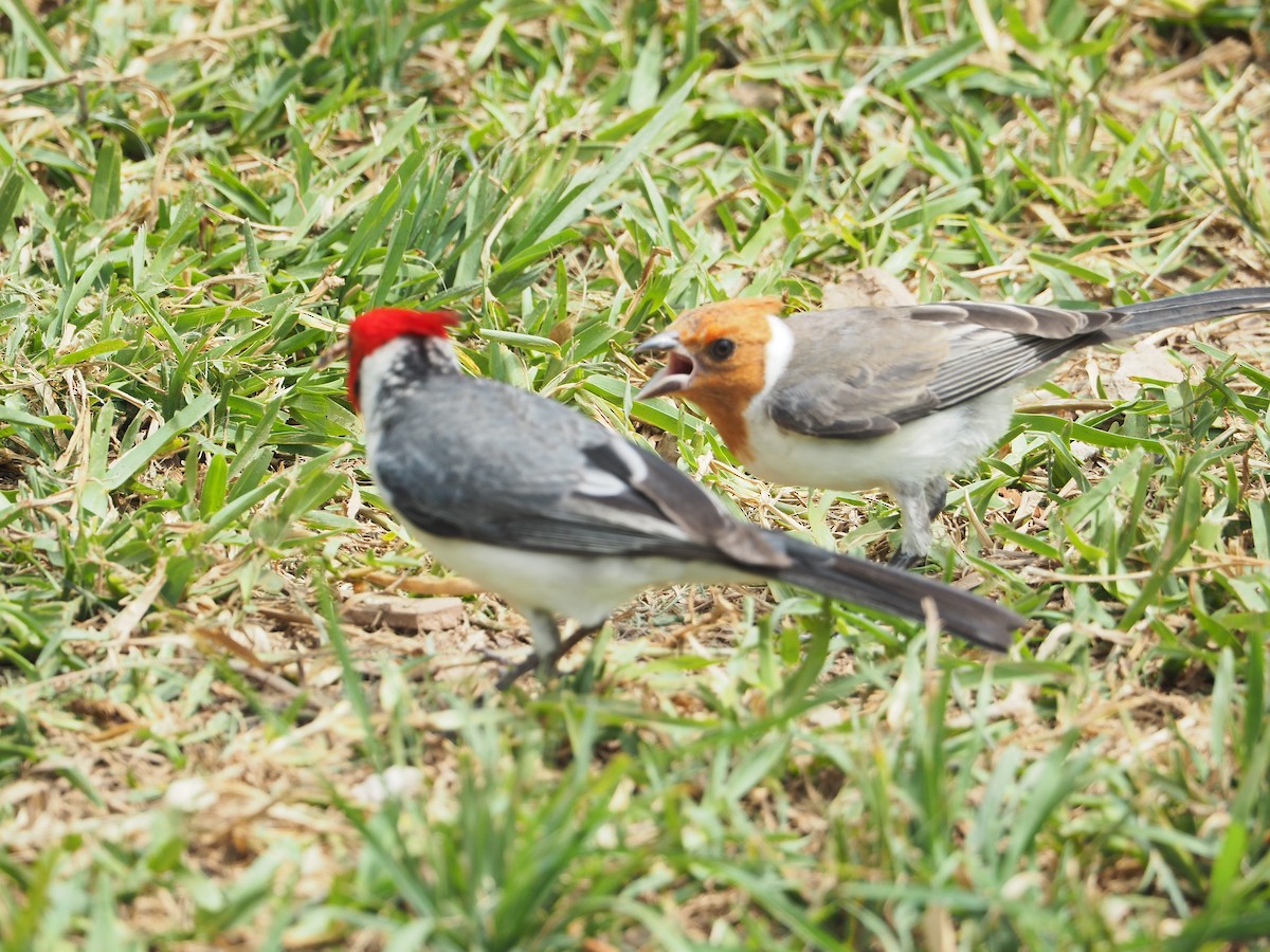 Red-crested Cardinal - ML612887426