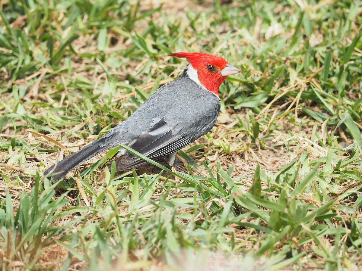 Red-crested Cardinal - ML612887427