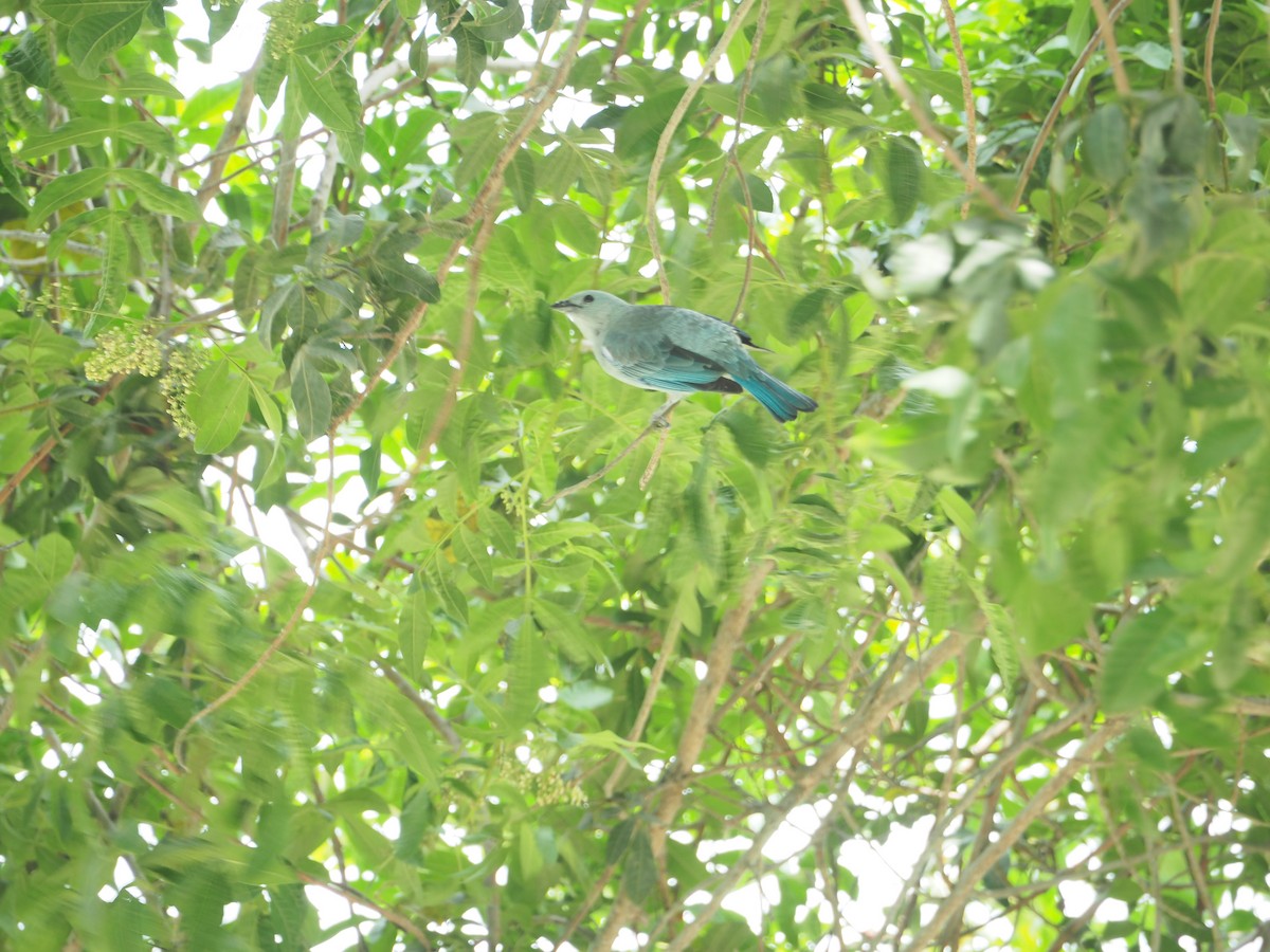 Blue-gray Tanager - ML612887478