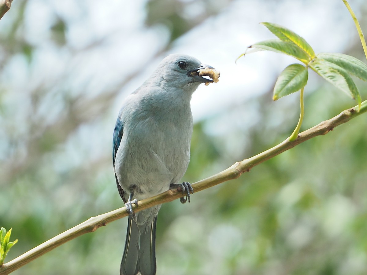 Blue-gray Tanager - ML612887479