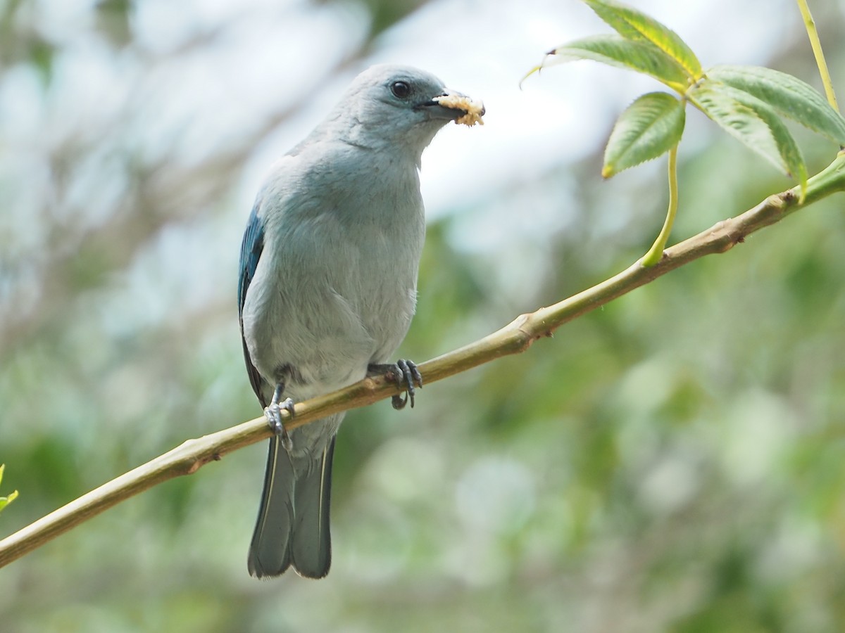 Blue-gray Tanager - ML612887480