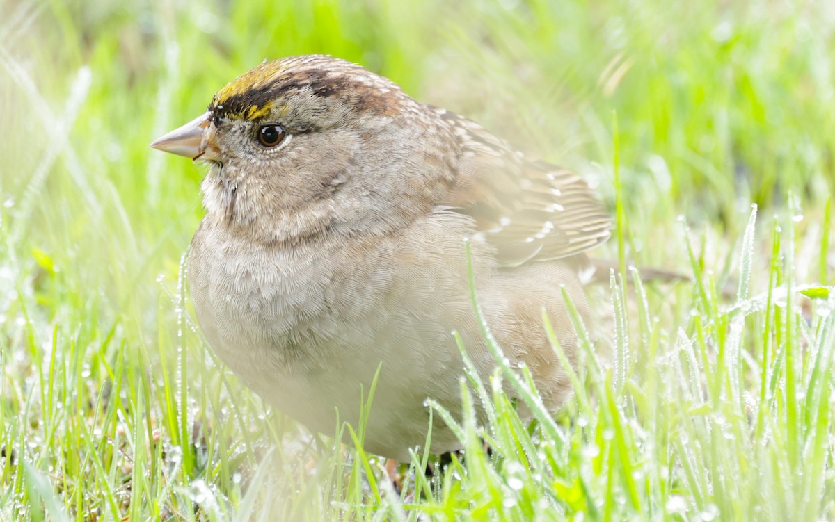 Golden-crowned Sparrow - ML612887520