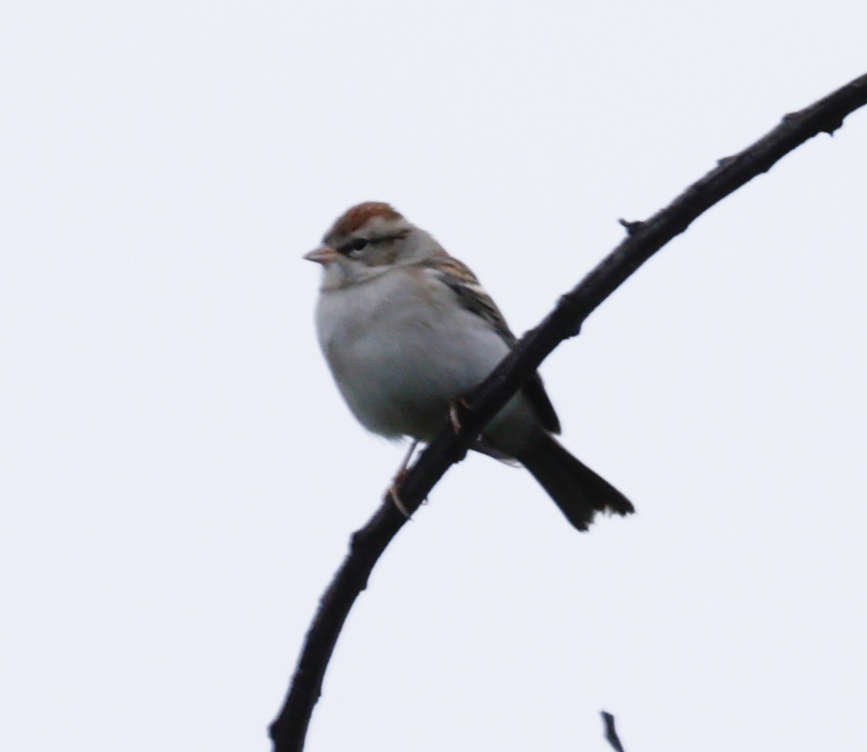 White-crowned Sparrow - ML612887676