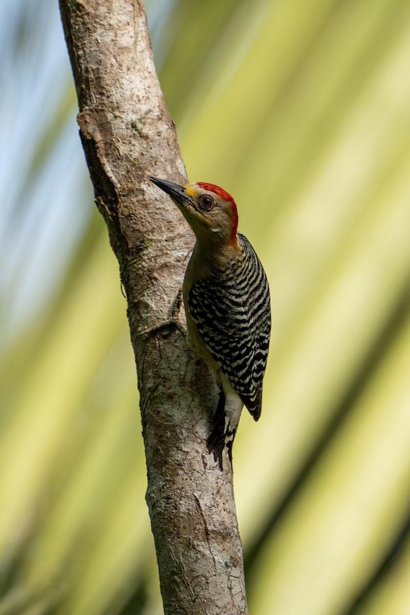 Red-crowned Woodpecker - ML612887693