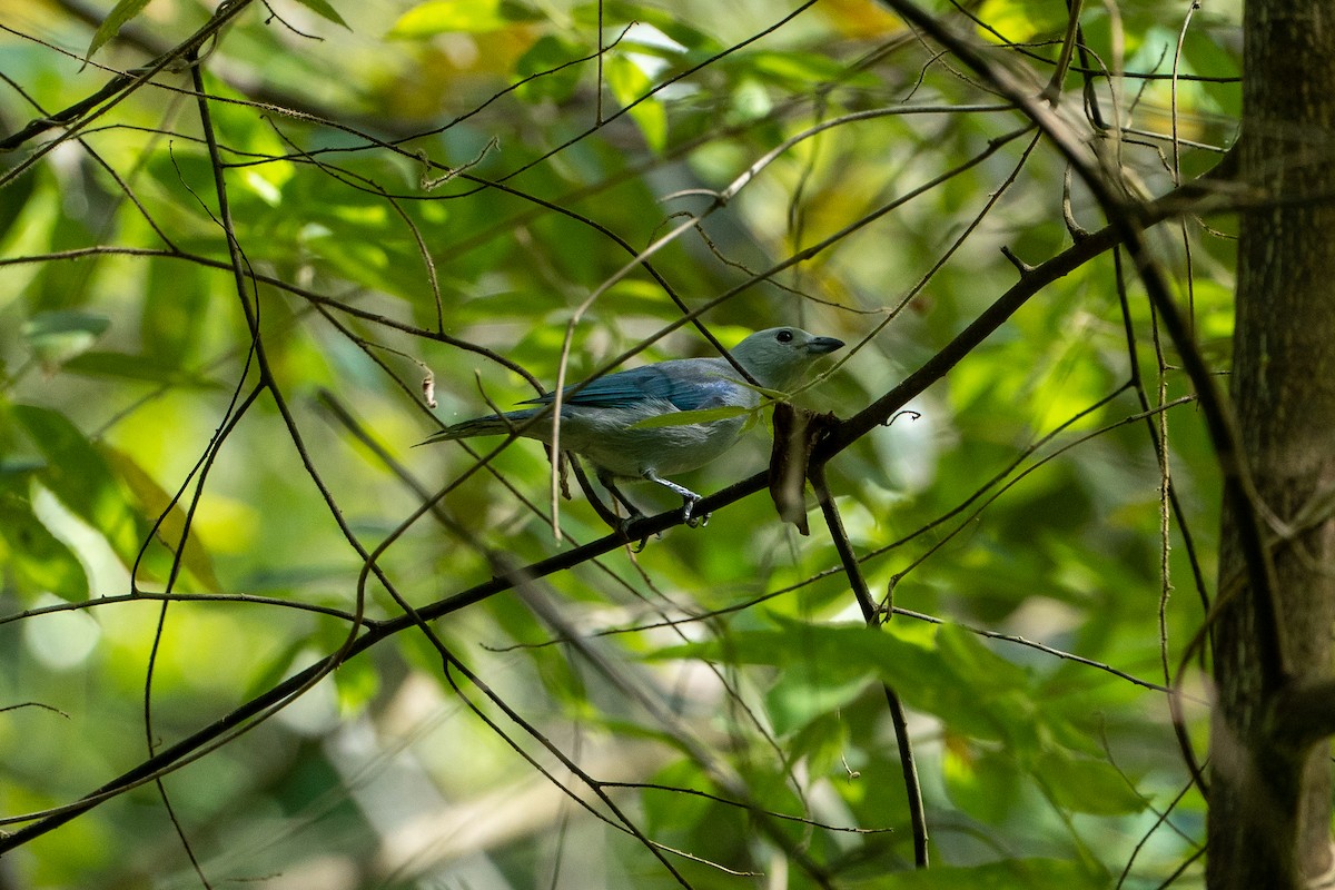 Blue-gray Tanager (Blue-gray) - ML612887775
