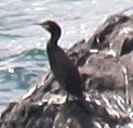 Great Cormorant - ML612887819