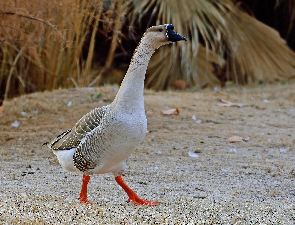 Swan Goose (Domestic type) - ML612888365