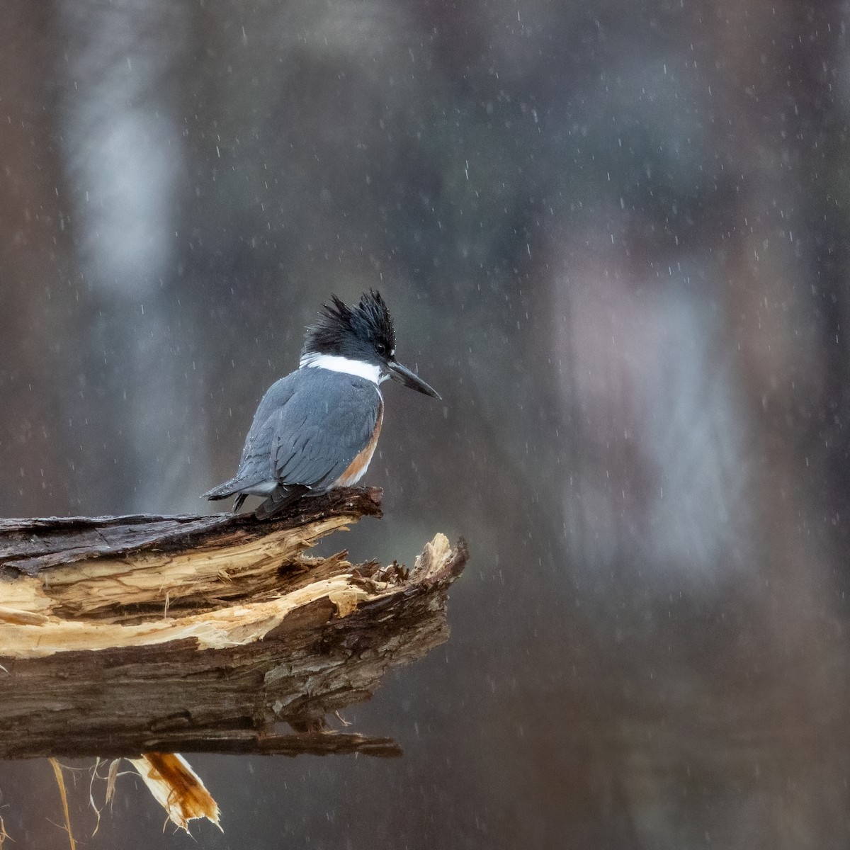 Belted Kingfisher - ML612888390