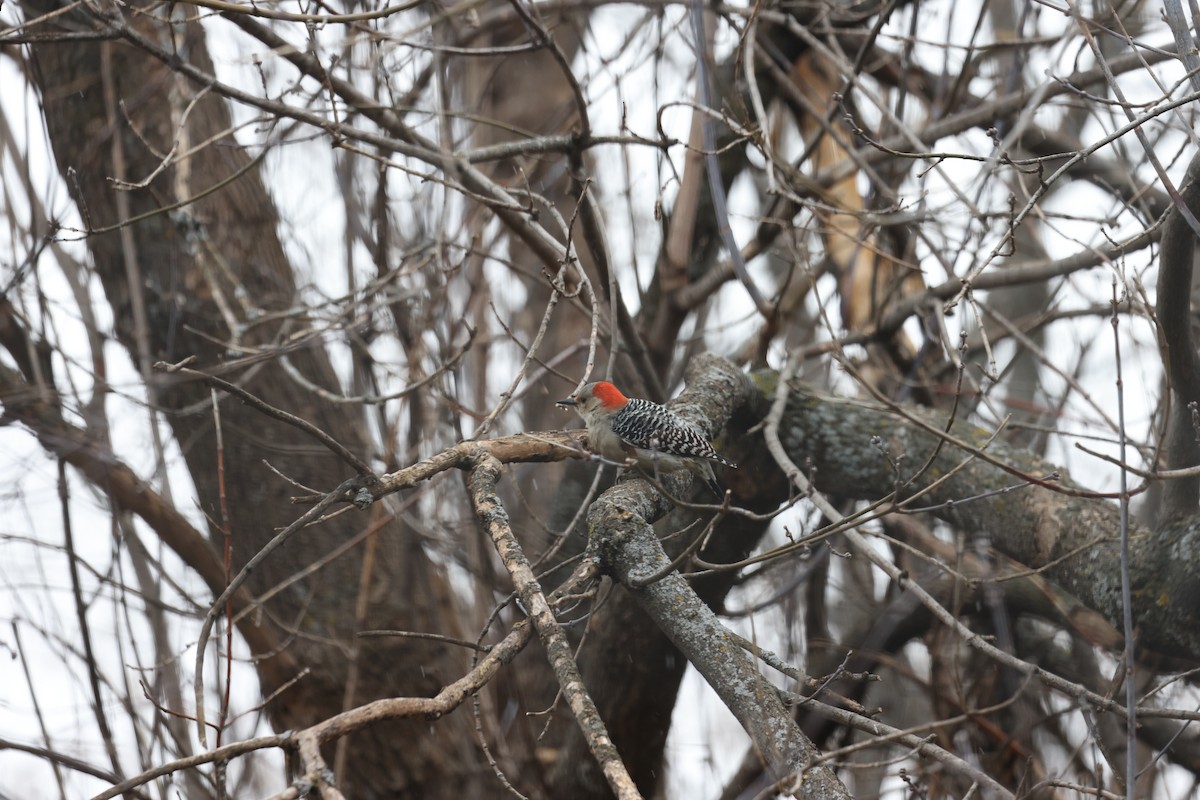 Red-bellied Woodpecker - ML612888431