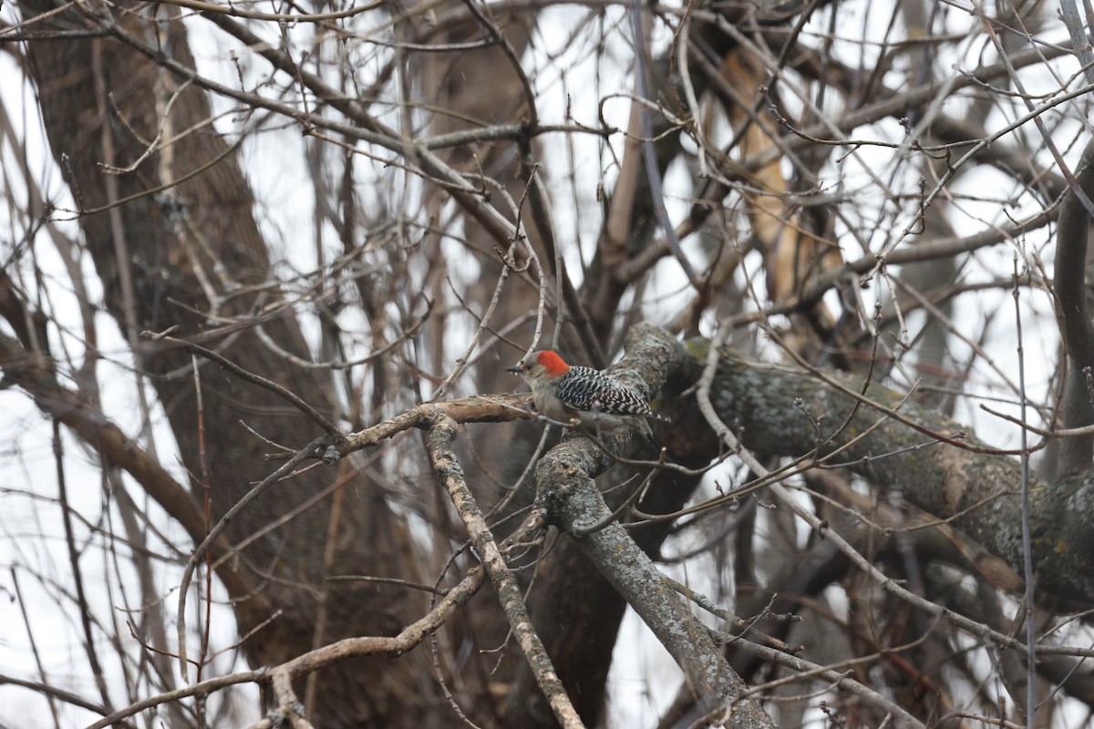 Red-bellied Woodpecker - ML612888432