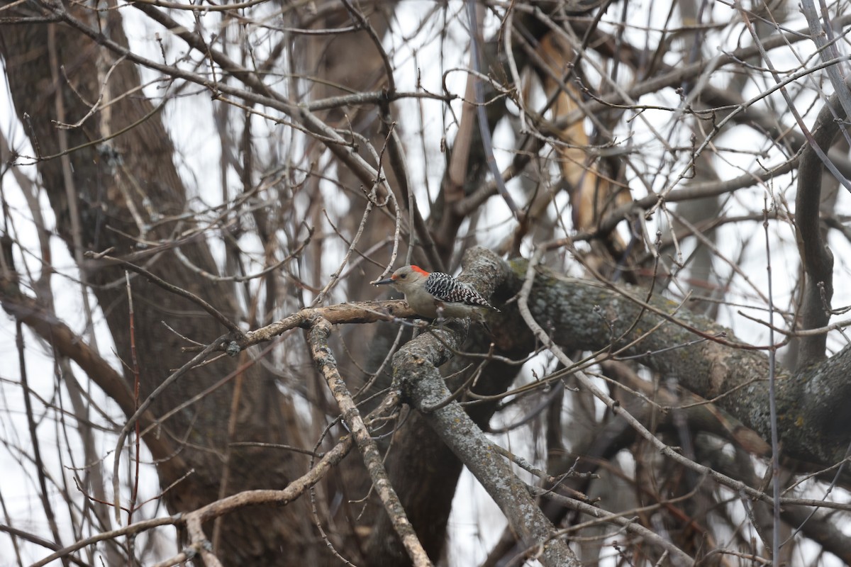 Red-bellied Woodpecker - ML612888433