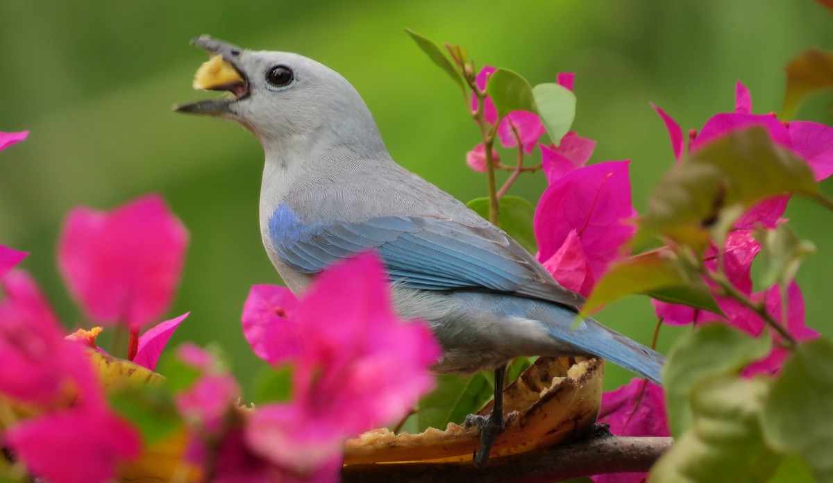 Blue-gray Tanager - ML612888760