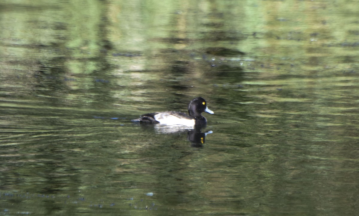 Tufted Duck - ML612889092