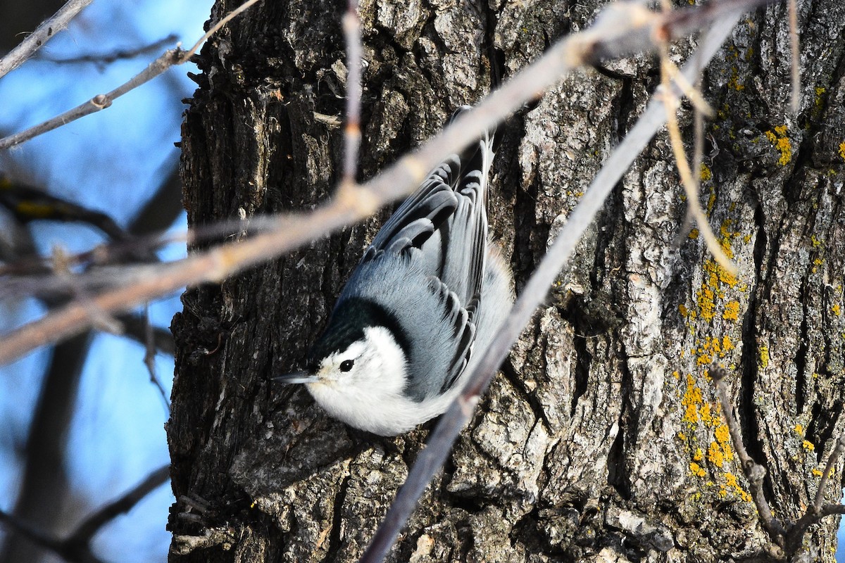 White-breasted Nuthatch - ML612889511