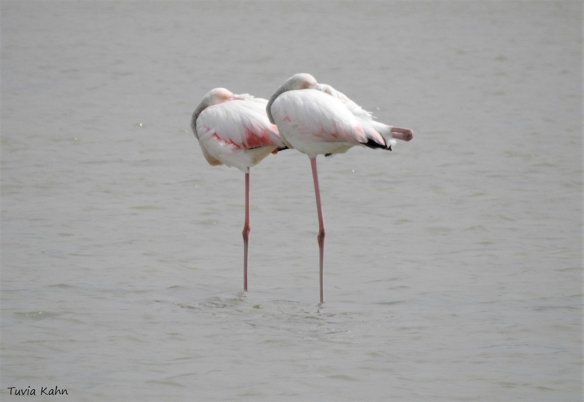 Greater Flamingo - ML612889539