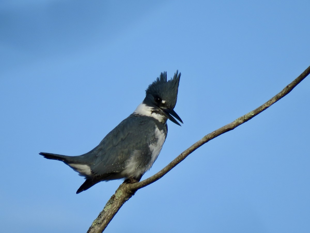 Belted Kingfisher - ML612889653