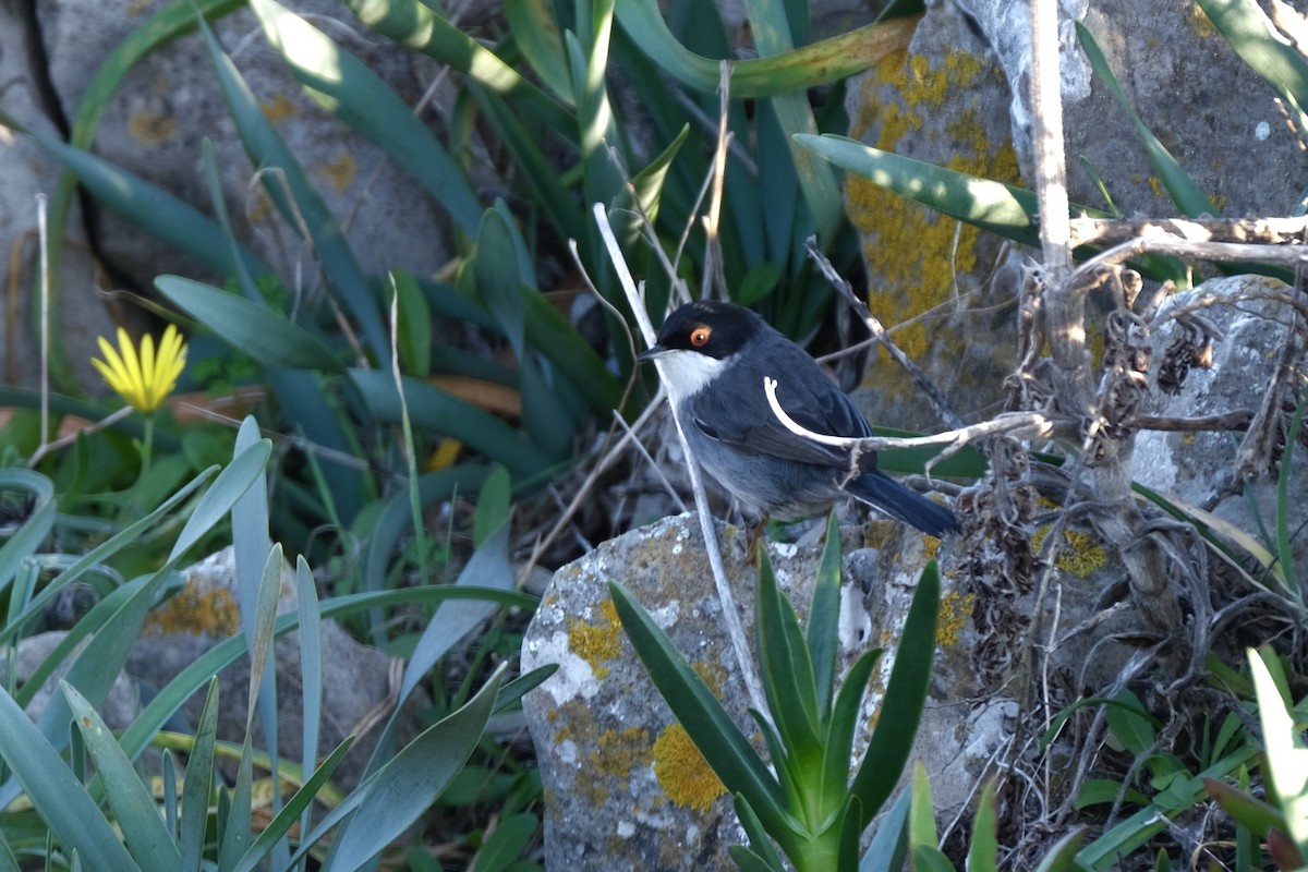 Sardinian Warbler - ML612889831