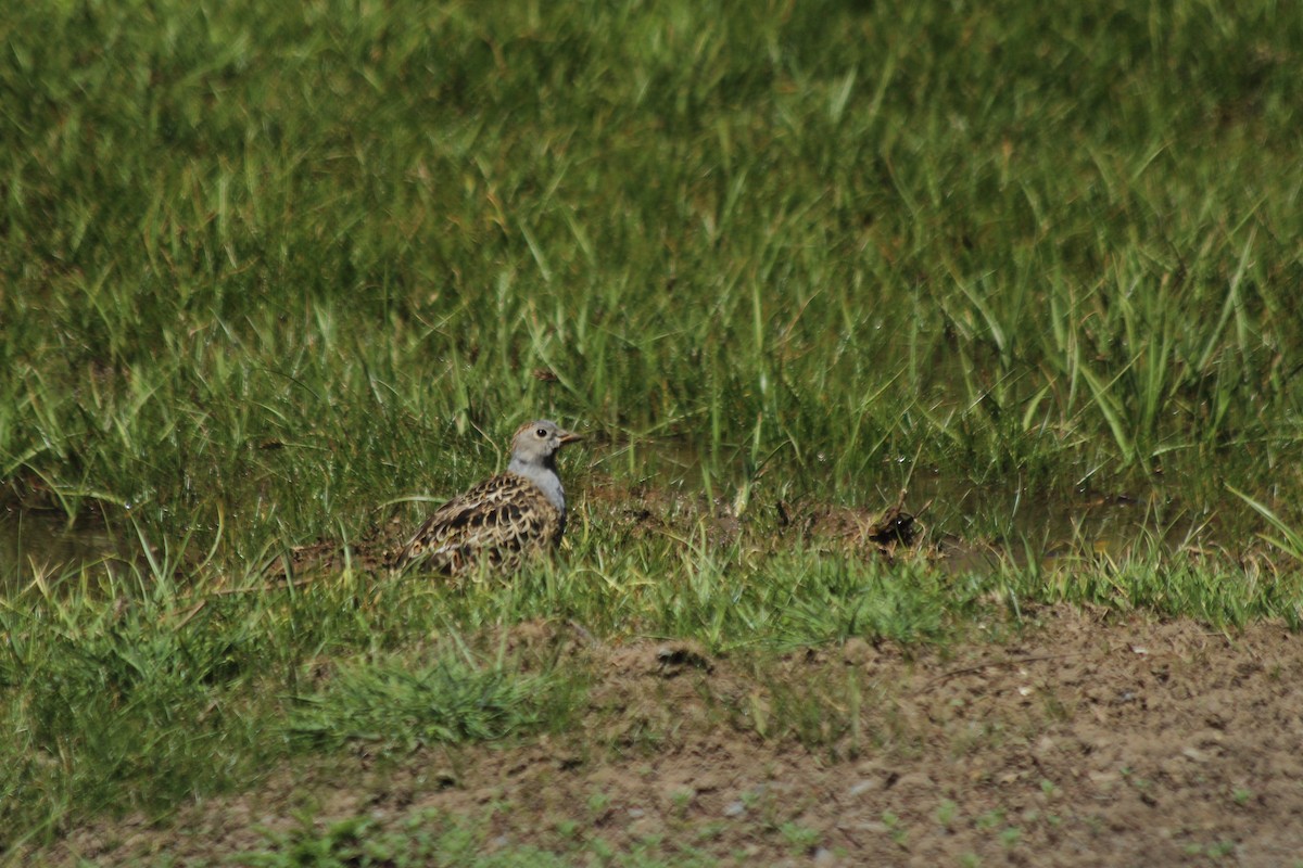 Gray-breasted Seedsnipe - ML612889836