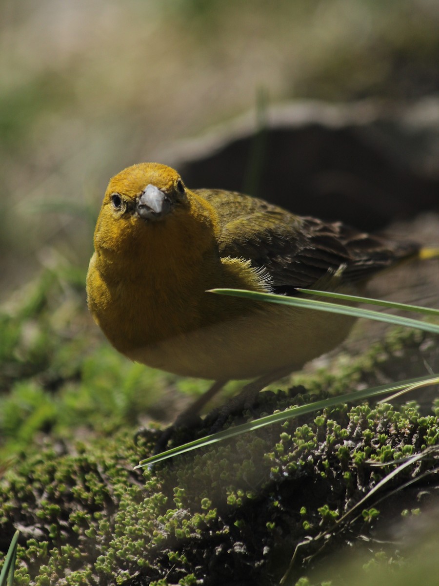 Greater Yellow-Finch - ML612889866