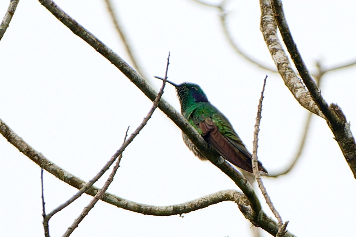 kolibřík modrouchý - ML612889897