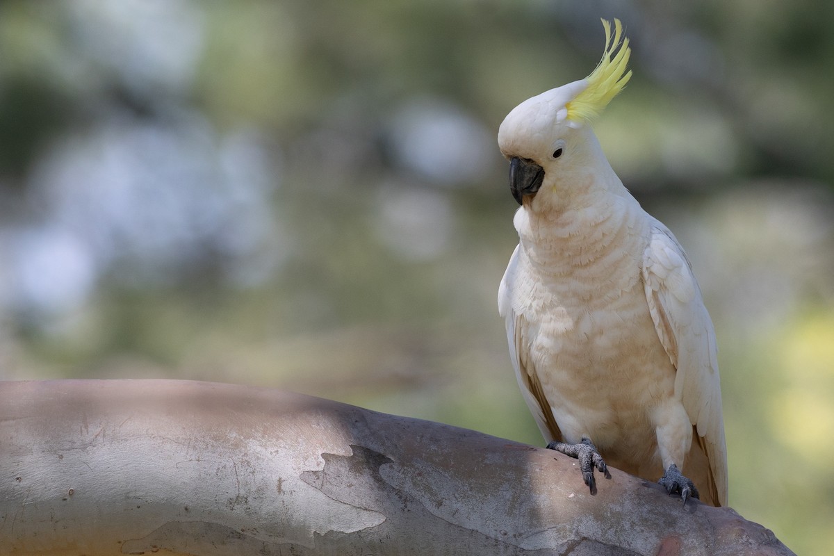 Sulphur-crested Cockatoo - Andrew Dreelin
