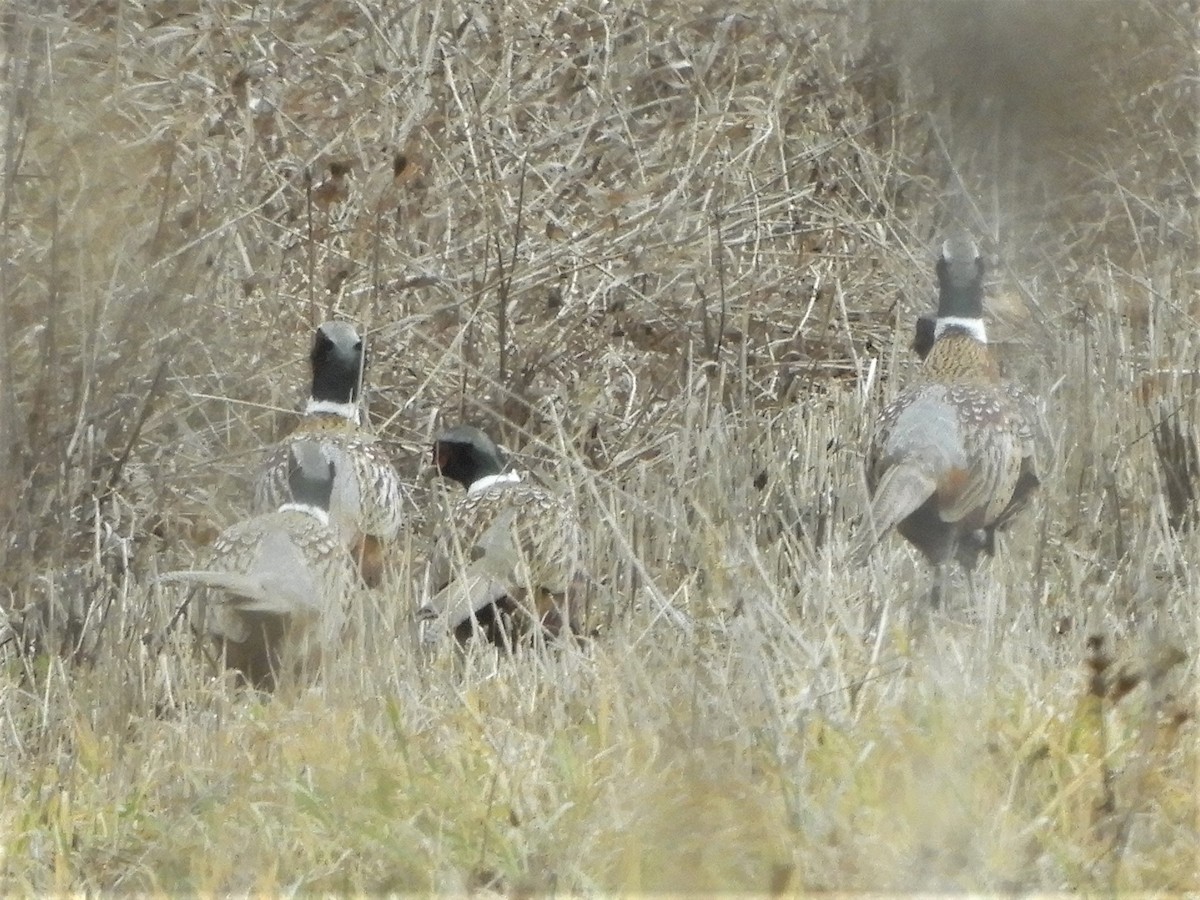 Ring-necked Pheasant - ML612890119