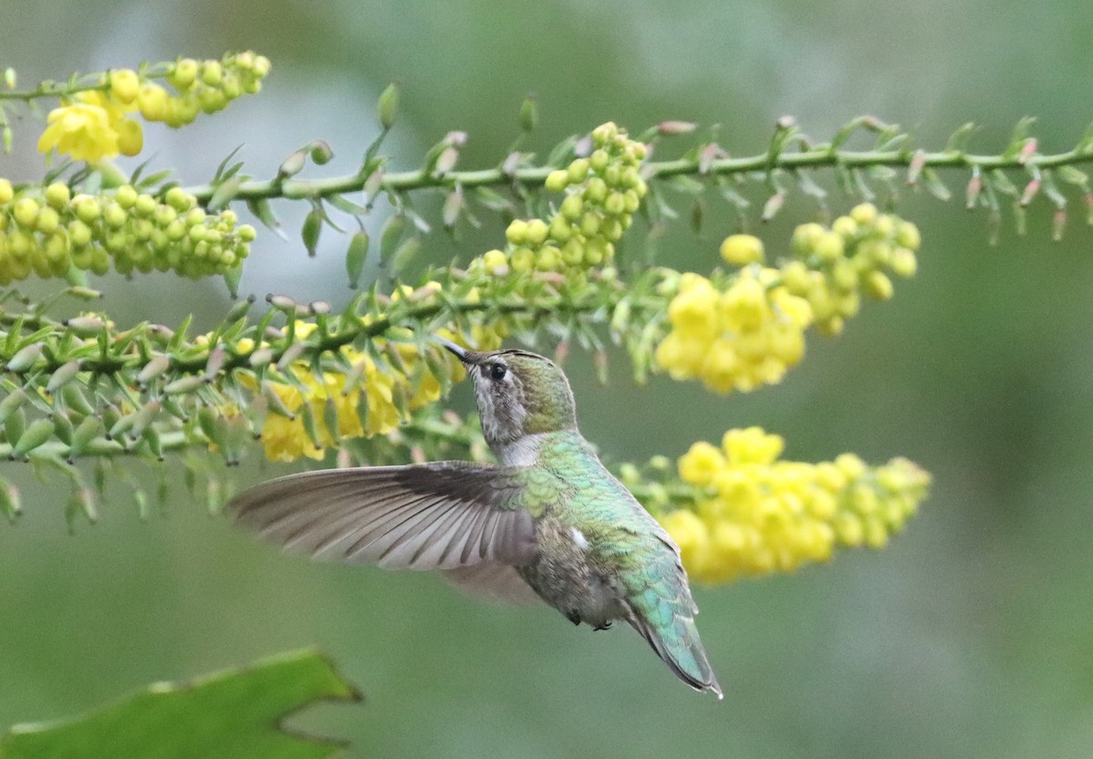 Anna's Hummingbird - ML612890259