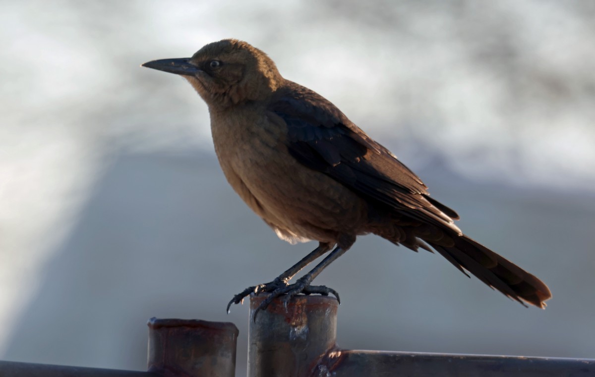 Great-tailed Grackle - ML612890406