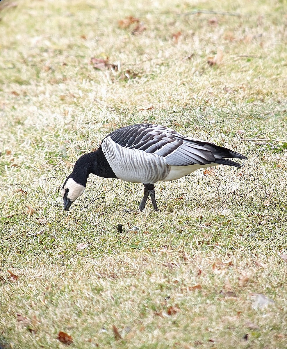 Ebird Checklist Dec Lake Gleneida Species