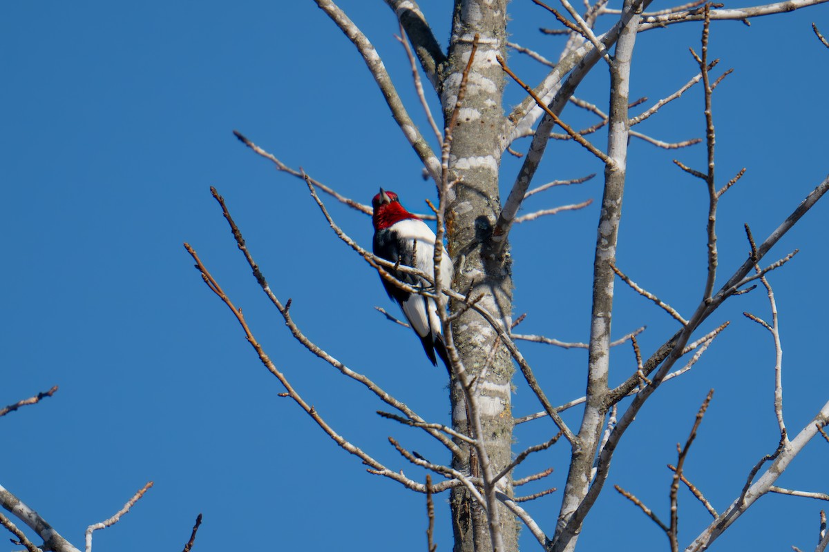 Red-headed Woodpecker - ML612890911