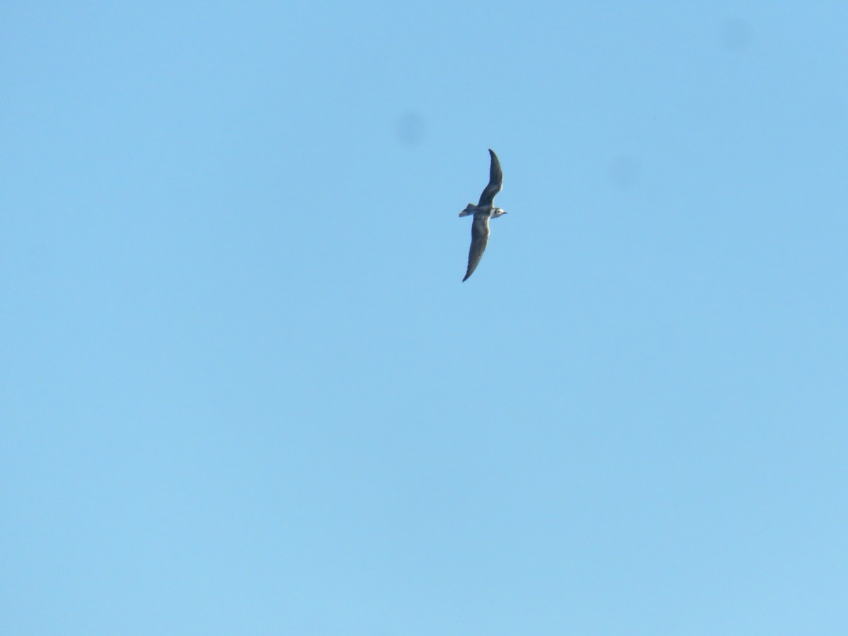 White-winged Tern - ML612890969