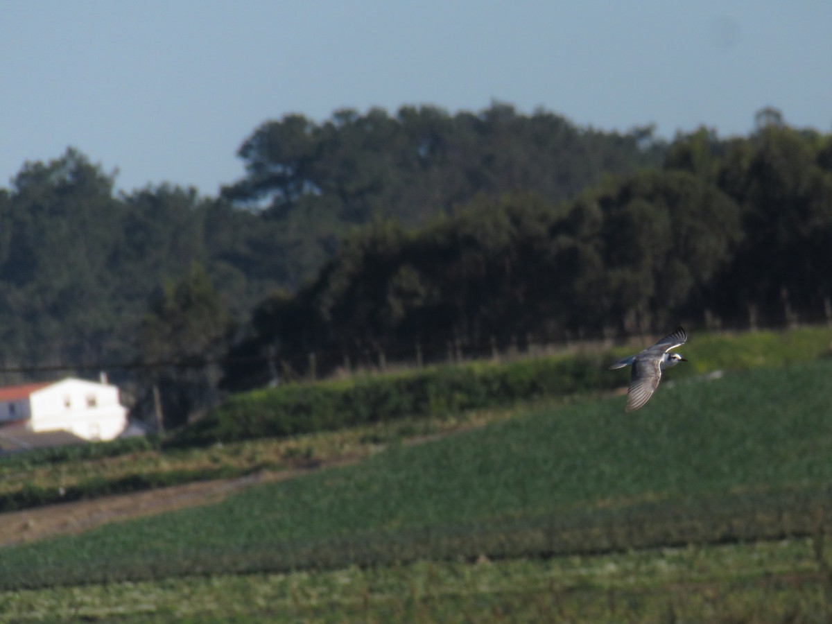 White-winged Tern - ML612890975