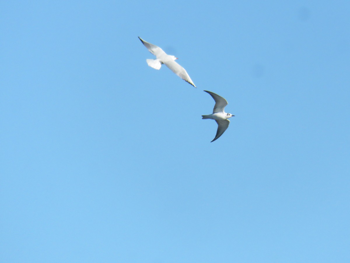 White-winged Tern - ML612890976